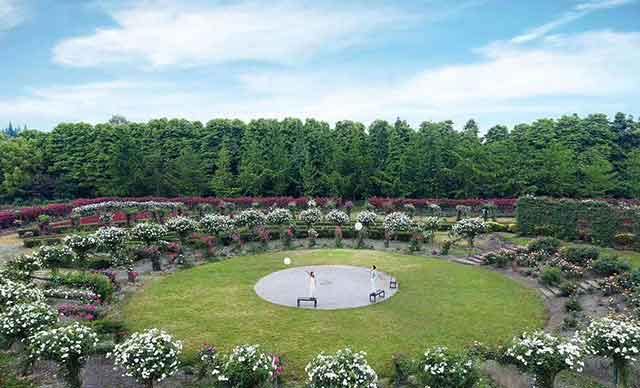 成都市·温江区·天香玫瑰緣团建基地